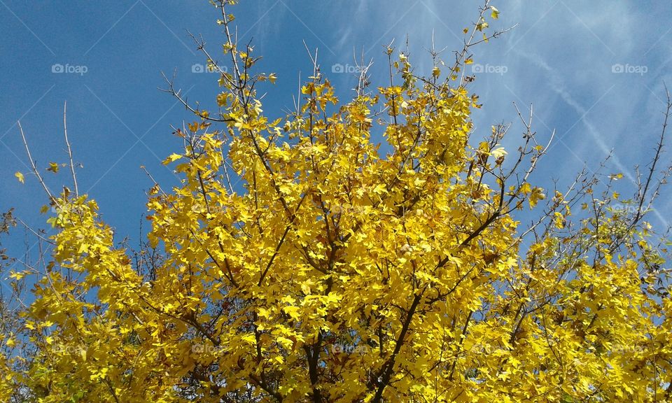 trees in the fall becomes