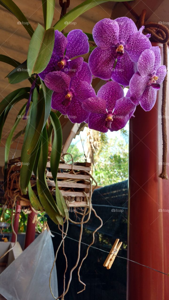 A orquídea Vanda com flores roxas/púrpuras. Uma beleza!