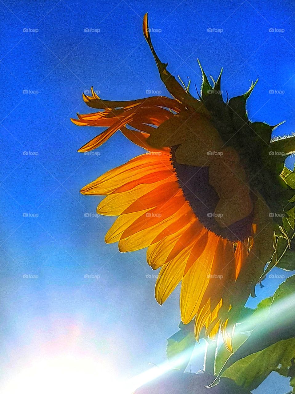 Sun setting illuminates a Sunflower