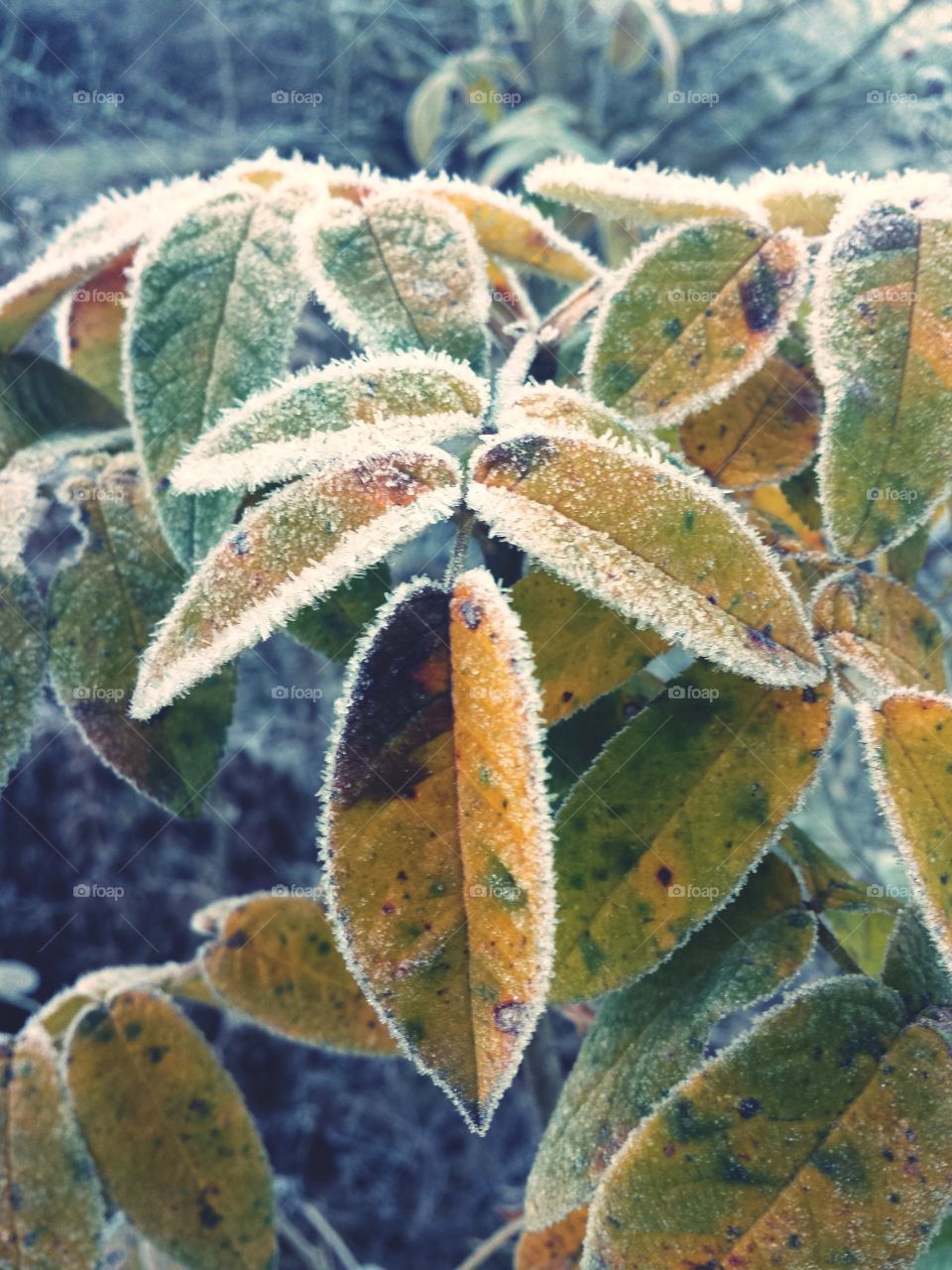 frozen leaves