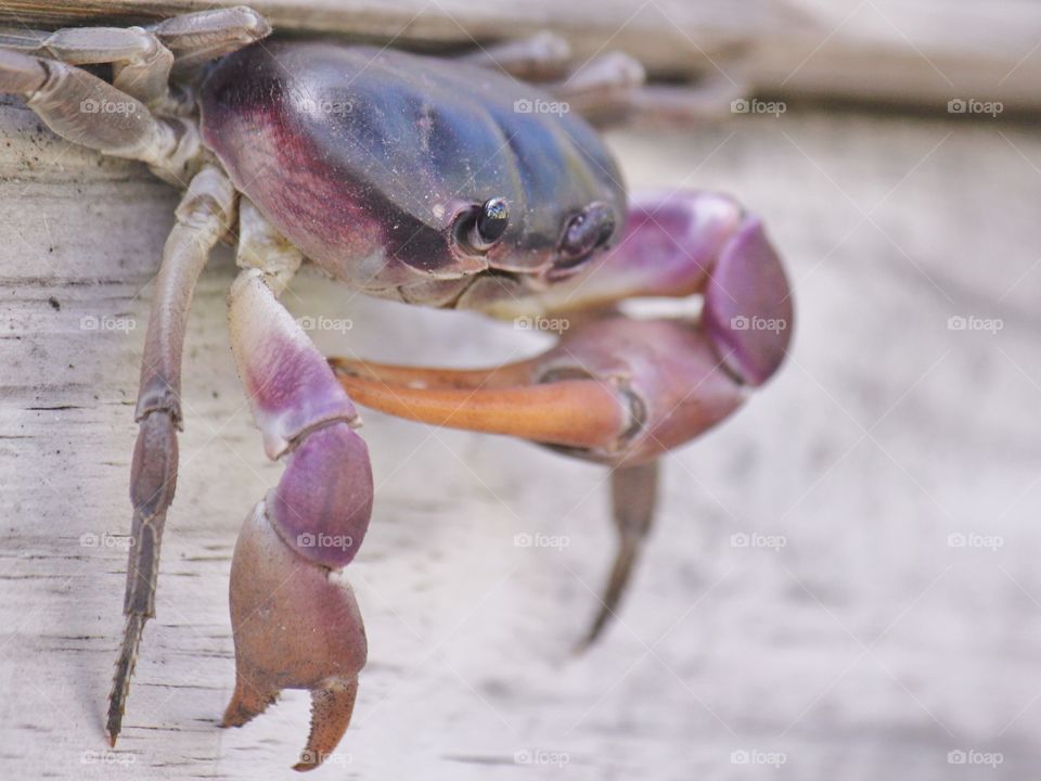 Purple land crab in the Bahamas