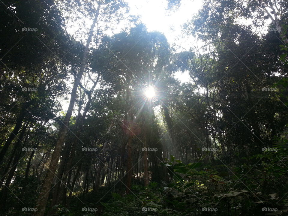 Morning Sunshine within woods