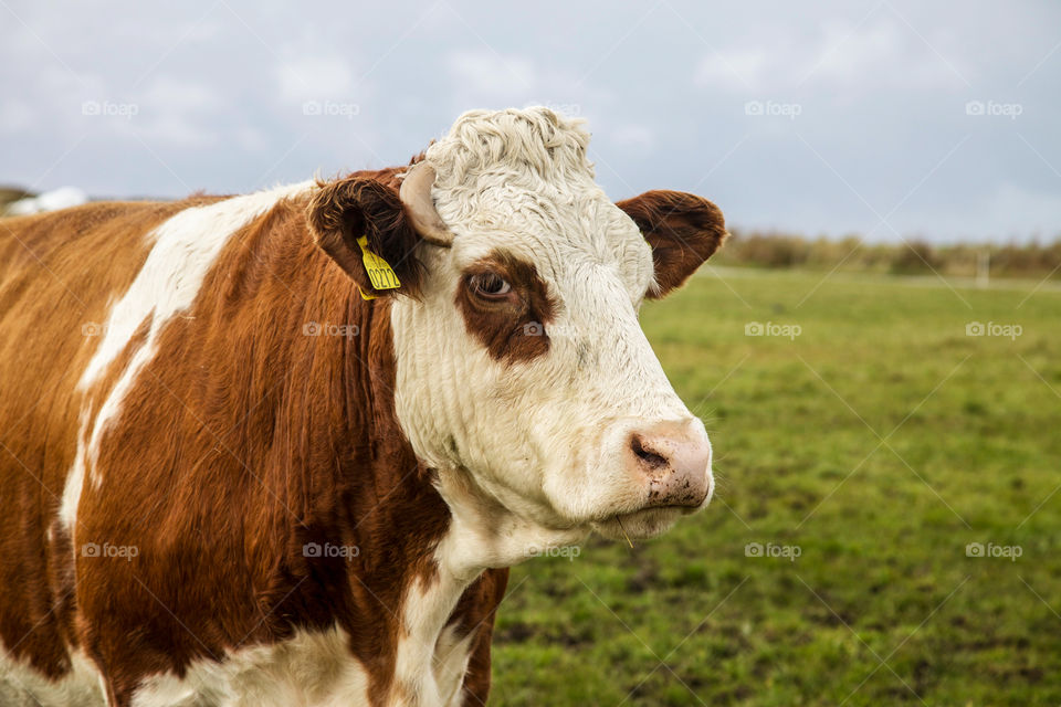 cow