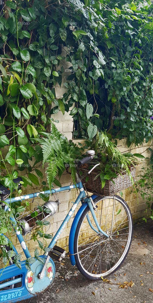 beautiful blue bicycle front part with plants