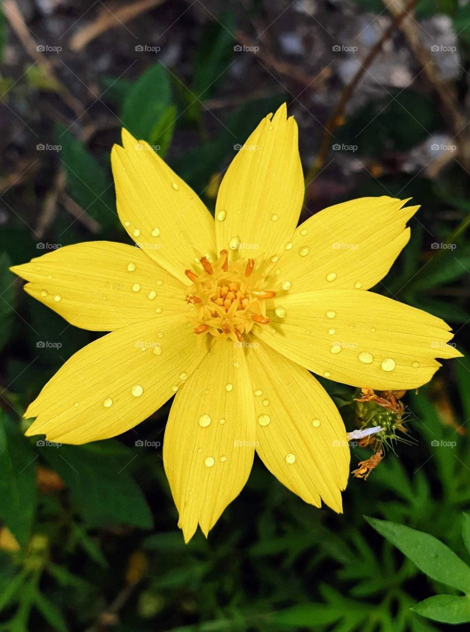 beautiful wild flower of an intense yellow, reflects beauty in all its splendor