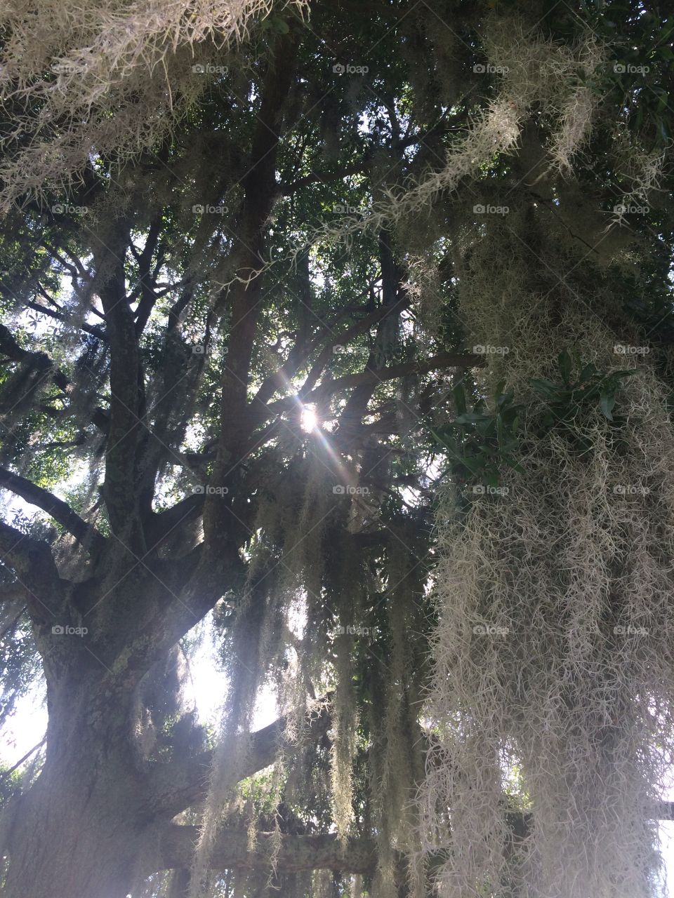 Walking among the trees in Orlando, Florida, the bright sunshine isn't deterred by the abundant outcroppings  of Spanish Moss.