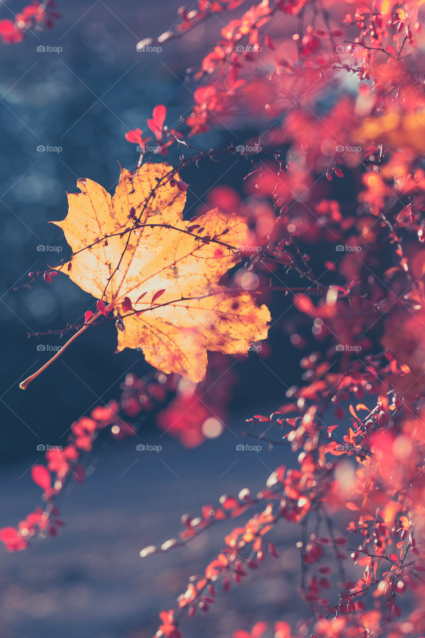 Fall season. Close shot of dry yellow and orange leaves tangled in branches in the autumn. Shallow depth of field