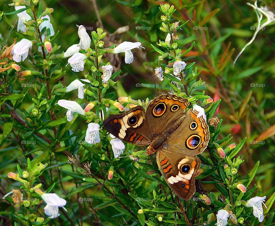 This is spring! The common buckeye is a medium-sized butterfly with several large, conspicuous round eyespots. Adults have a wingspan range of 45 to 70 mm. Females are generally larger than males and have more rounded forewings.