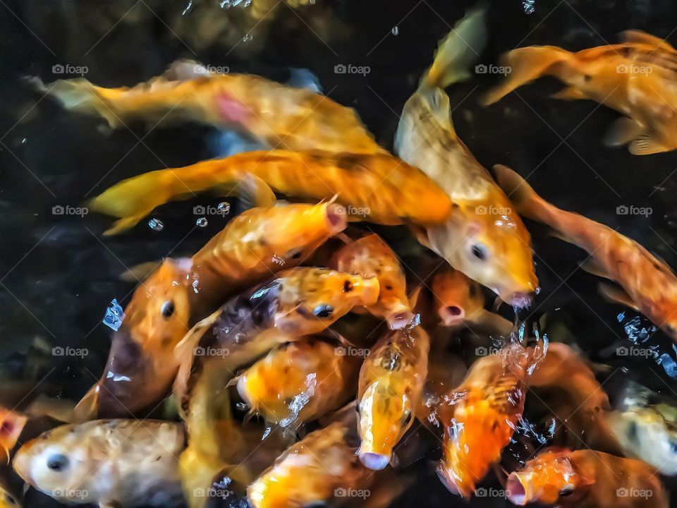 Goldfish are eating. Aquarium fish is loved by many people