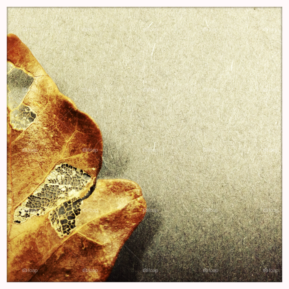 leaf fall autumn cells by alayne