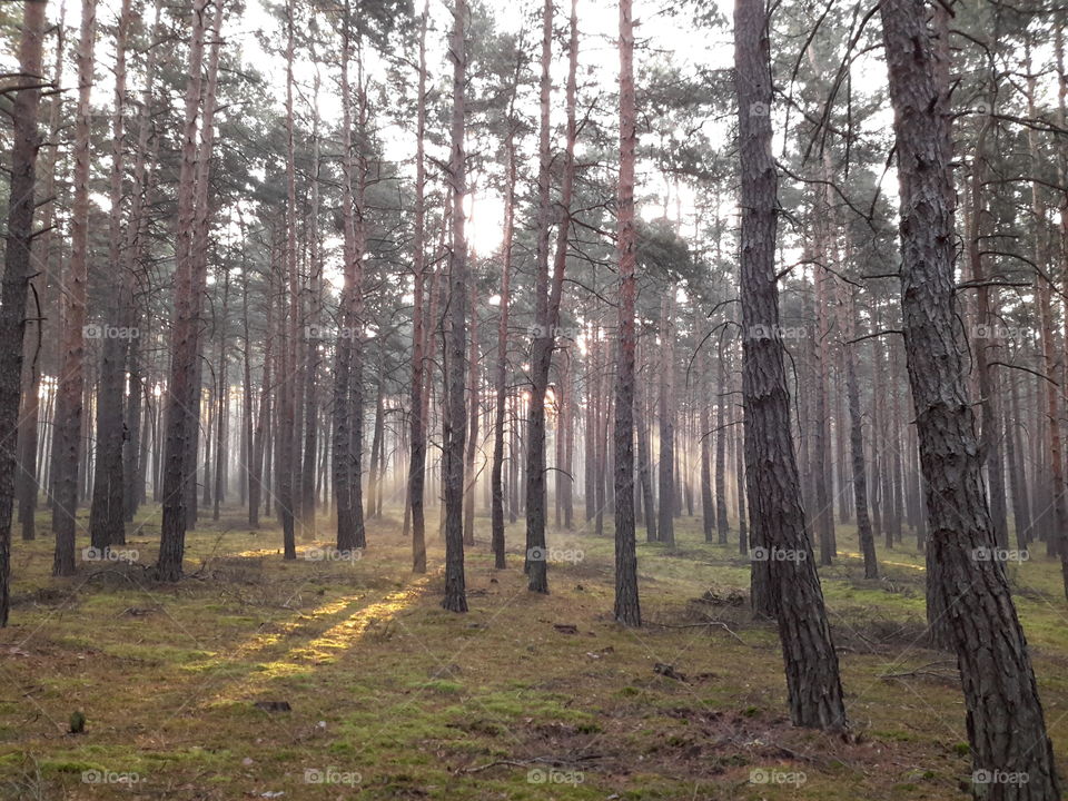 Magical forest in Poland, Zielona Góra. Autumn