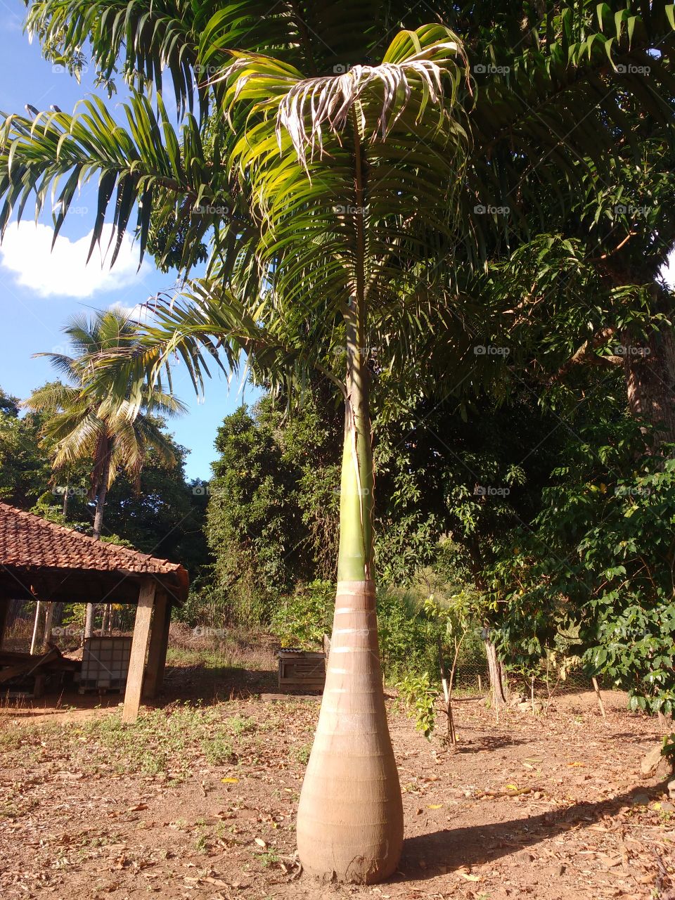 Tree, Tropical, Nature, Palm, Leaf