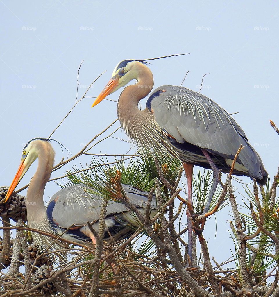 Great Blue Herons