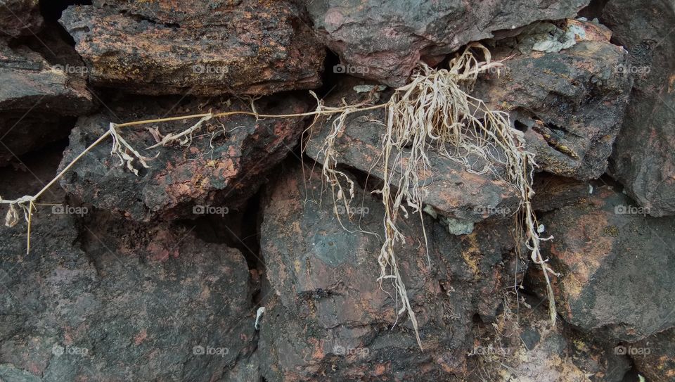 dry grass.  dry life