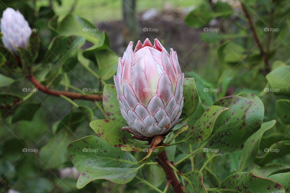 Blooming protea