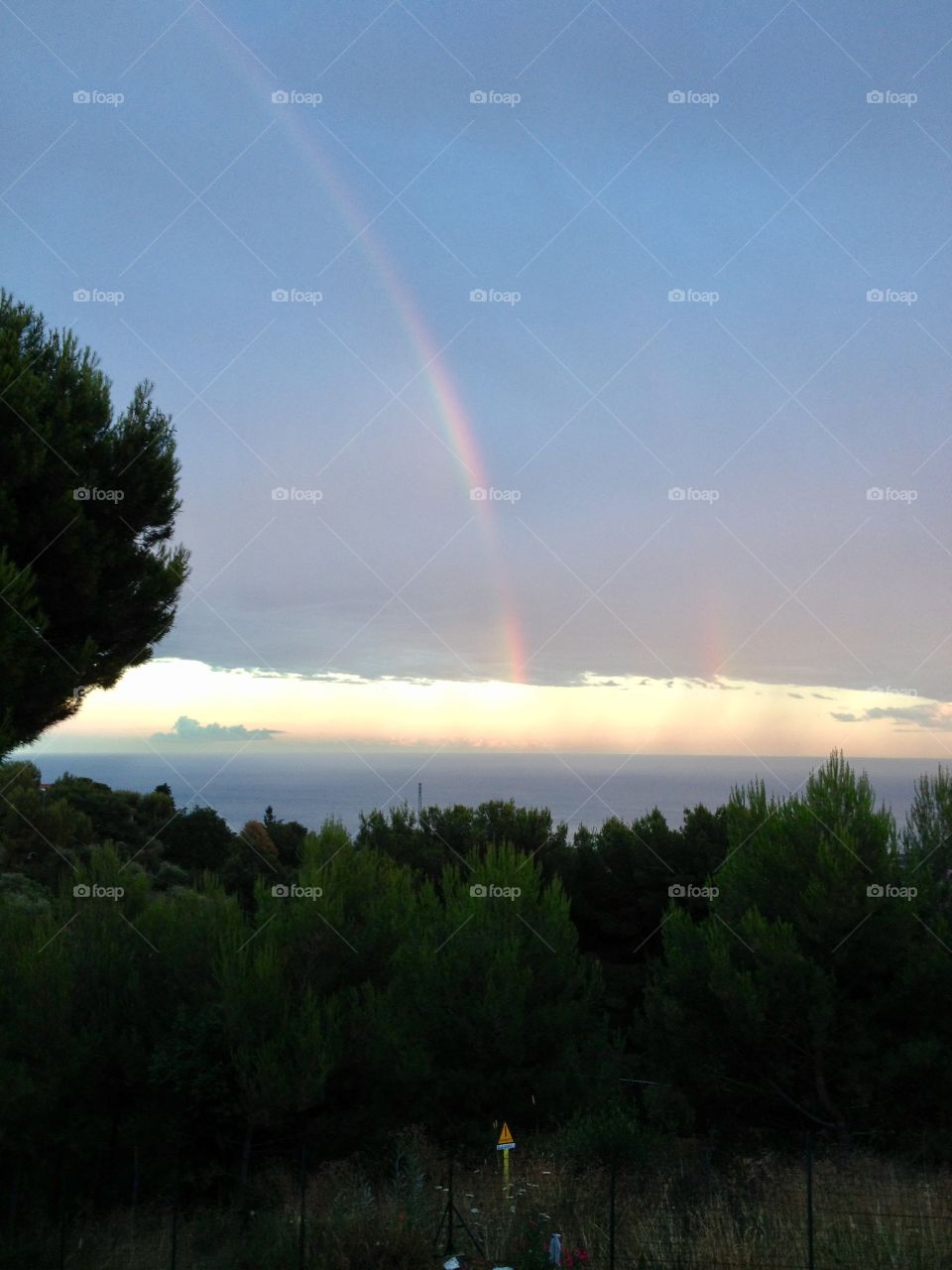 Scenic view of forest