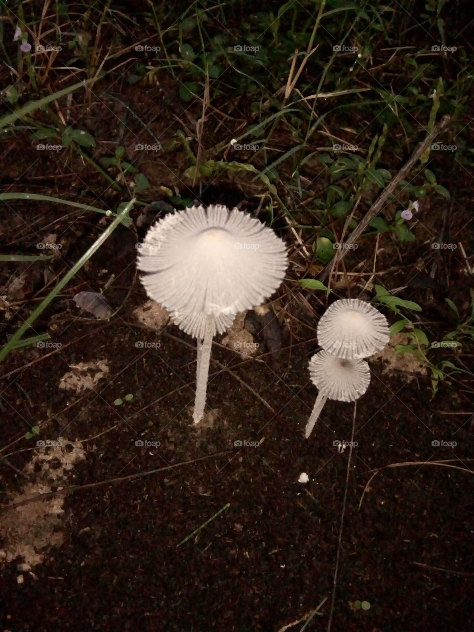 lining mushroom