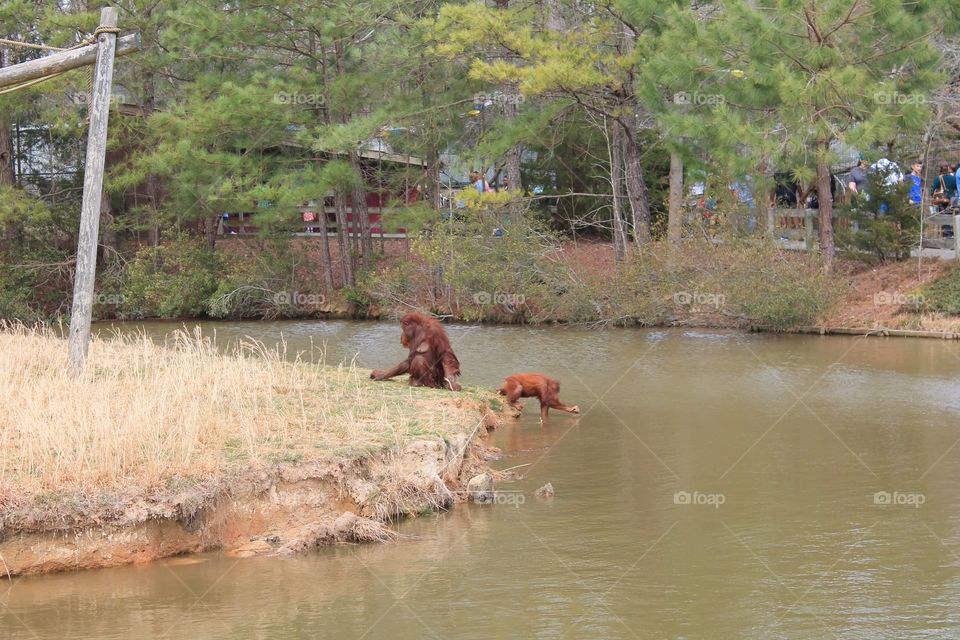 Mother Orangutan and her baby collings off with water.