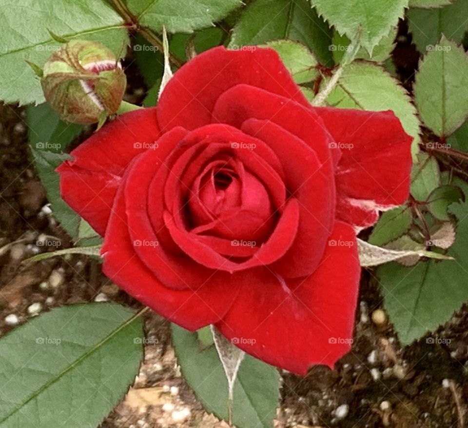 Another one of my baby roses.