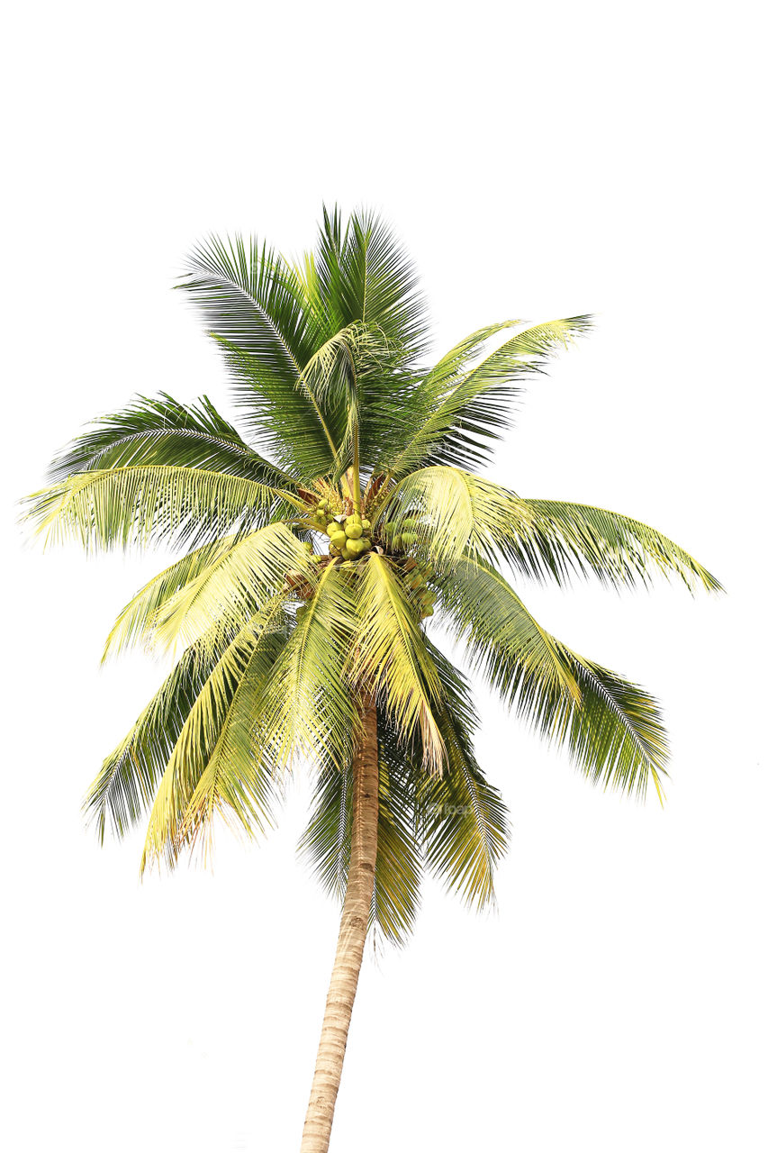 Coconuts palm trees, isolate on white background.