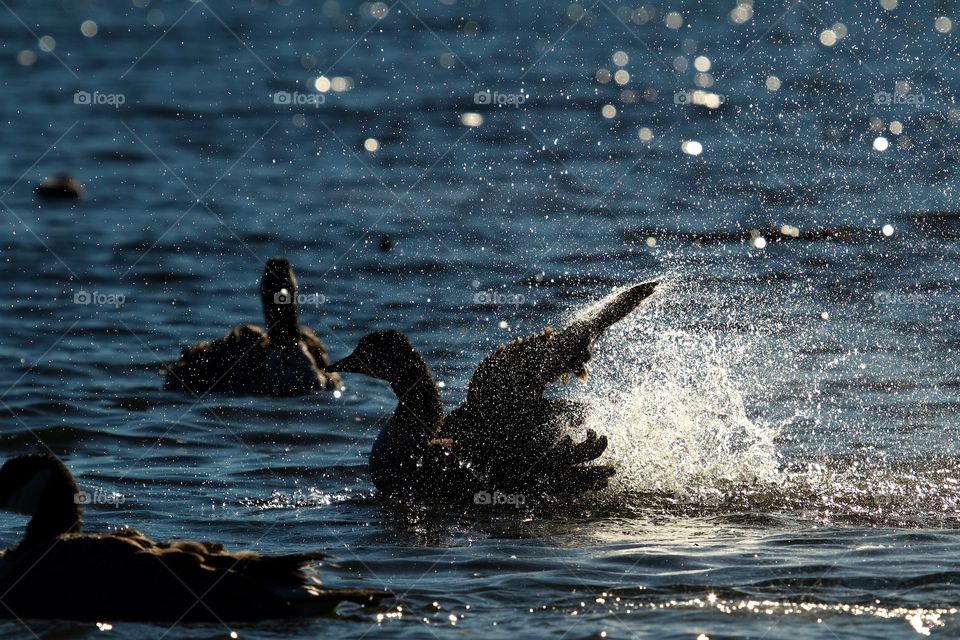 Goose Bathing