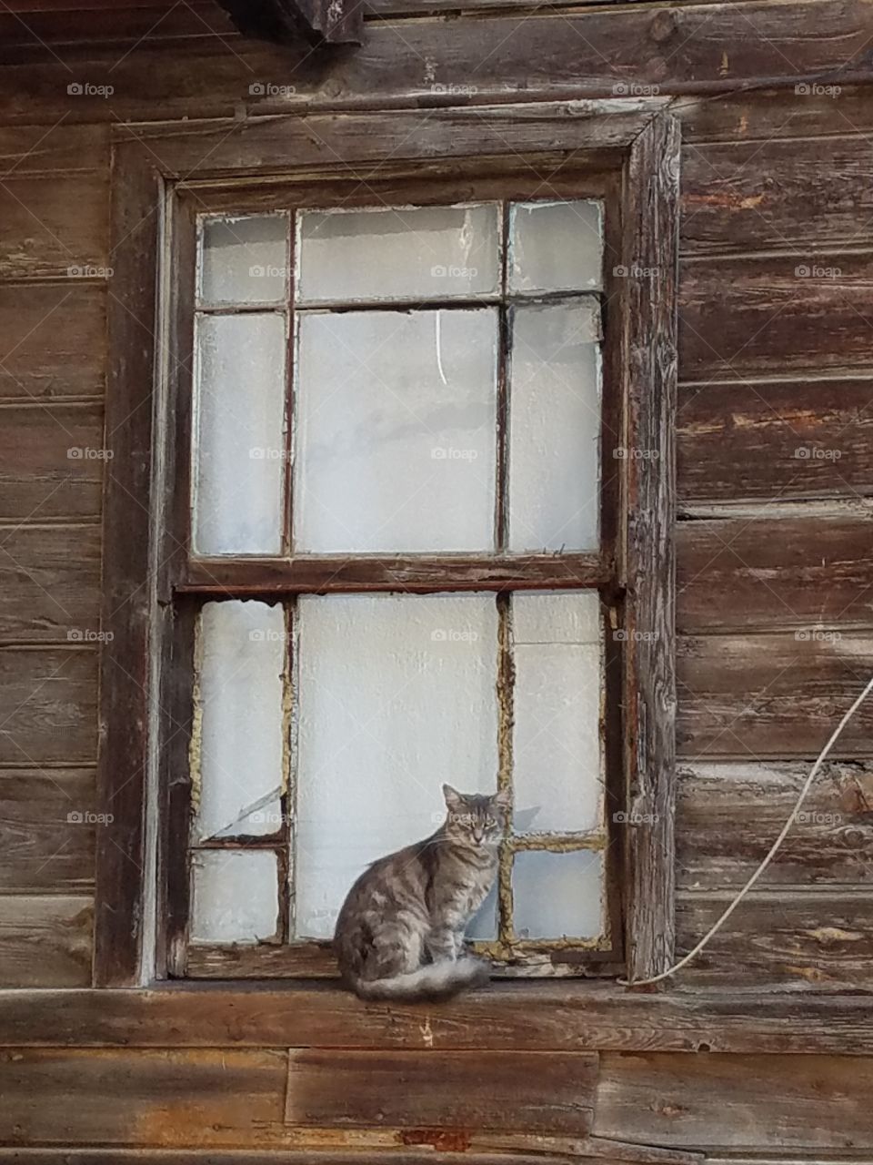 cat hanging out on a window ledge in Büyük Ada island across from Istanbul Turkey