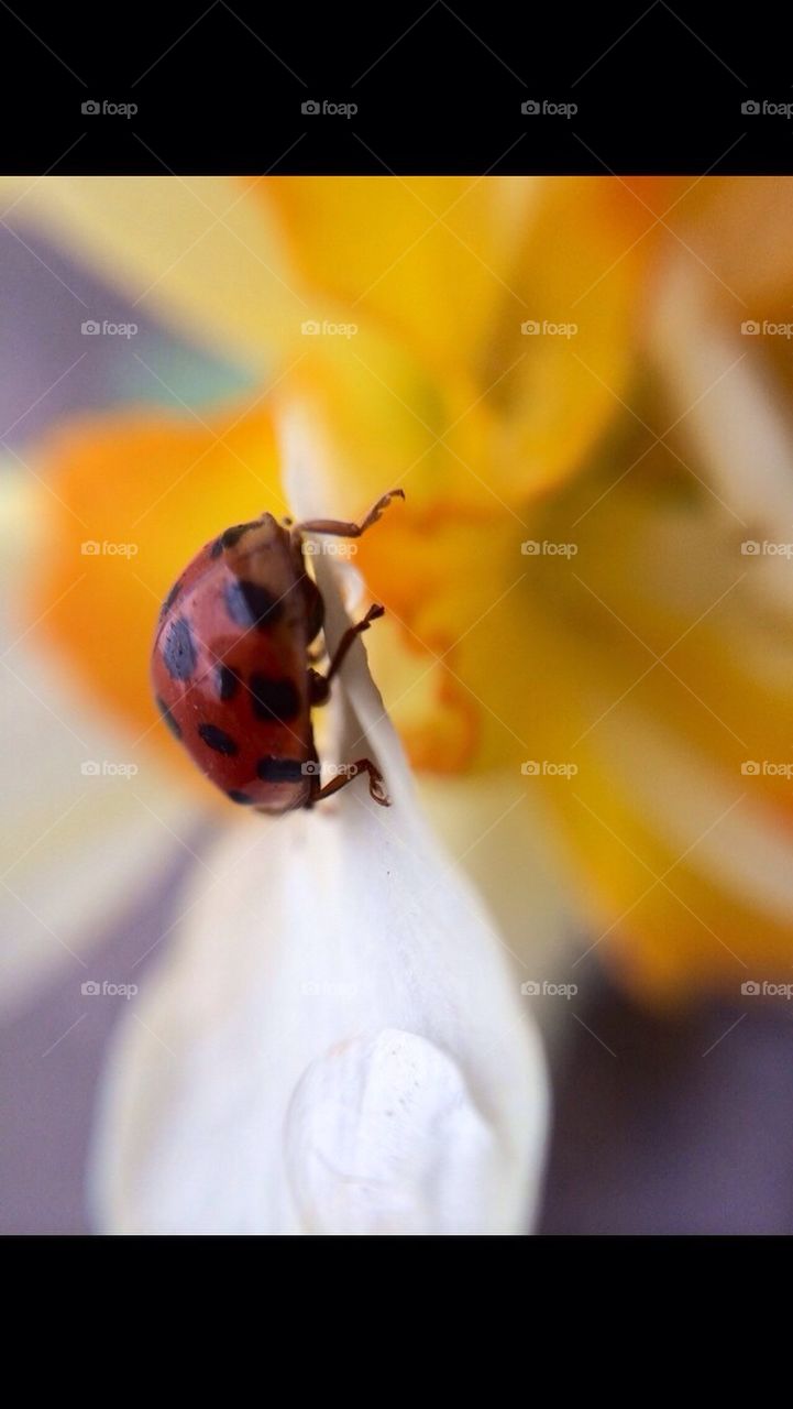Ladybug5