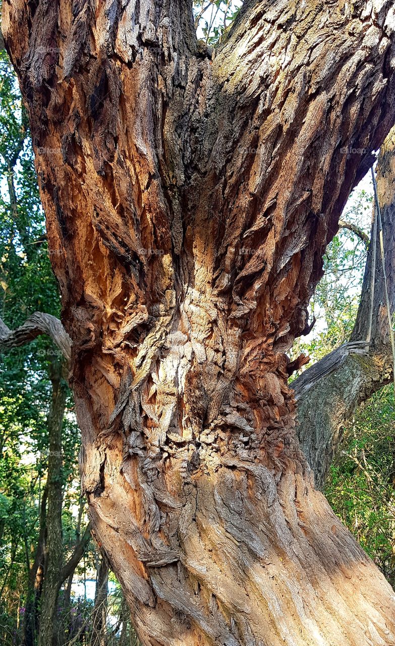 tree or spirit of tree