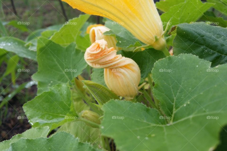 A bud of a yellow squash plant closeup