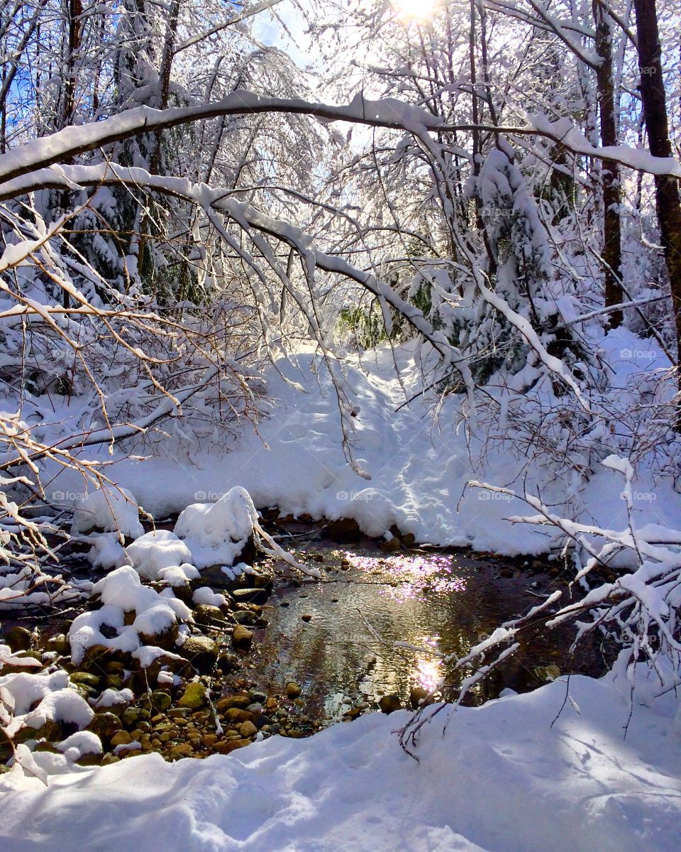 Snow day hike through the woods.