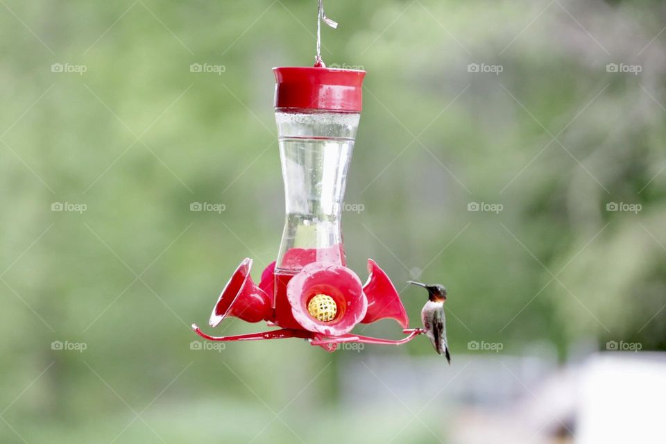 Hummingbird