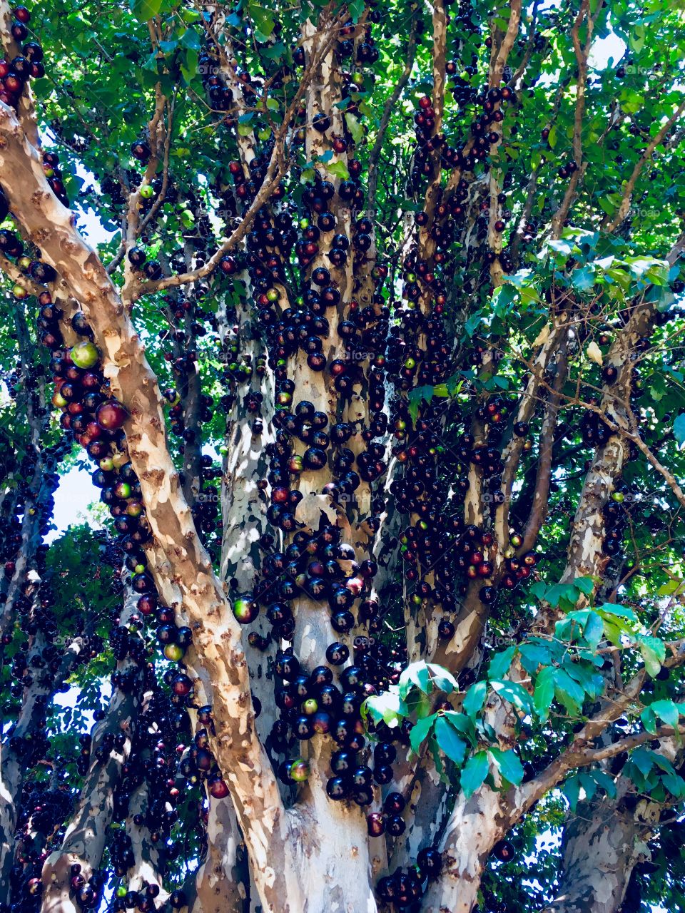 ‪Deliciosa manhã na casa da Vó Maria, saboreando as jabuticabas - que só existem no Brasil!