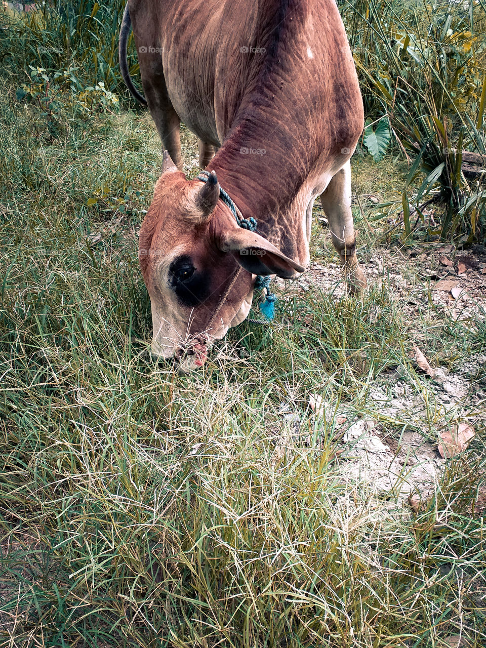 a beautiful buffalo eating fresh grasses