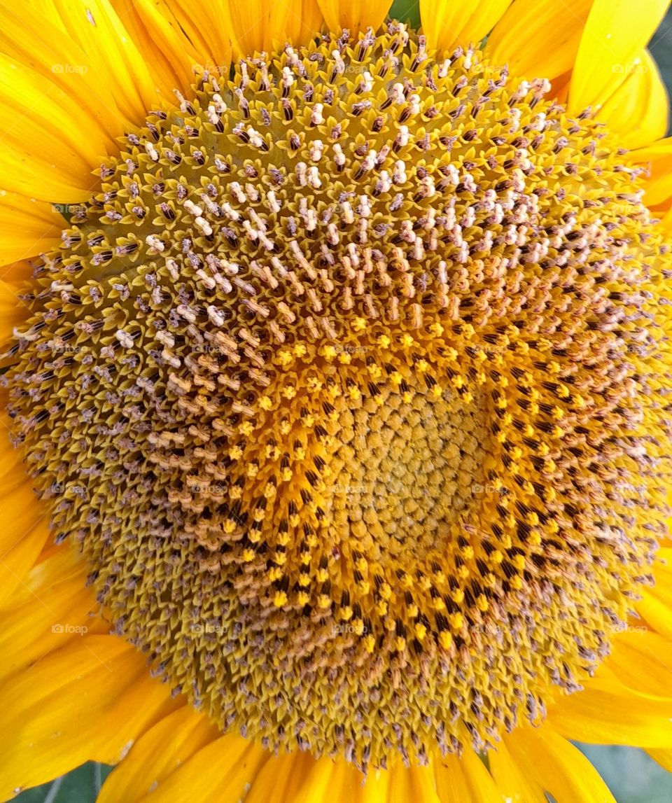 sorting sunflower seed (sunflower Heart)