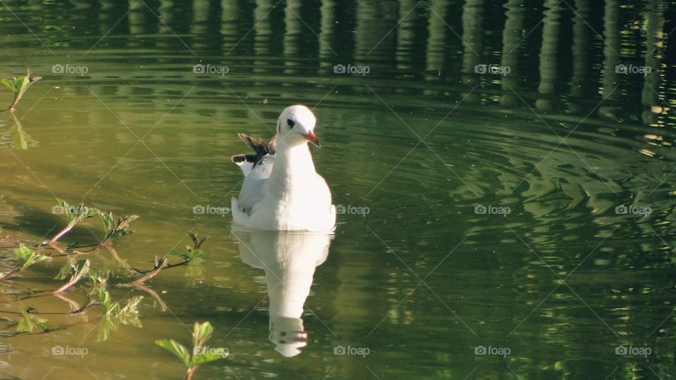 Beautiful Duck on vacation in a lake.