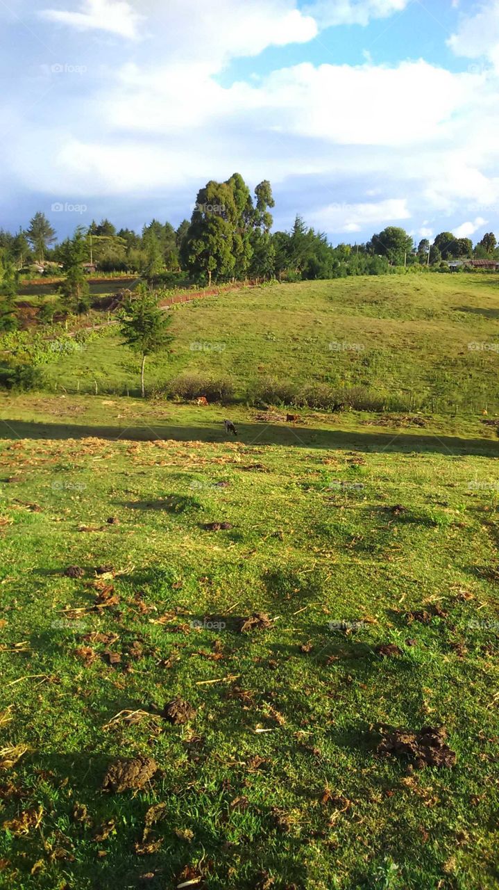 green field