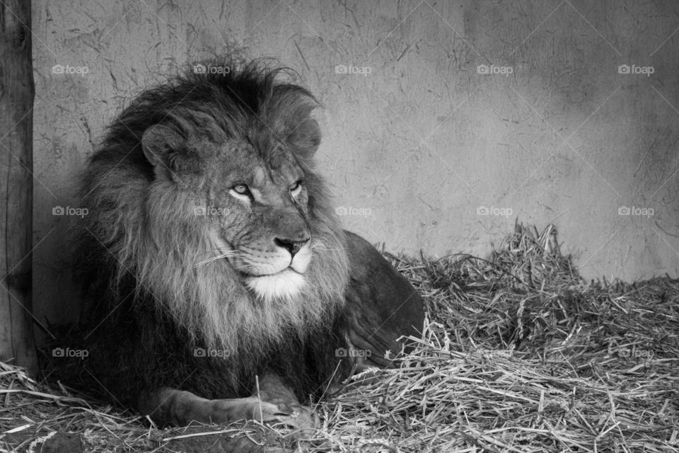 BLACK & WHITE LION