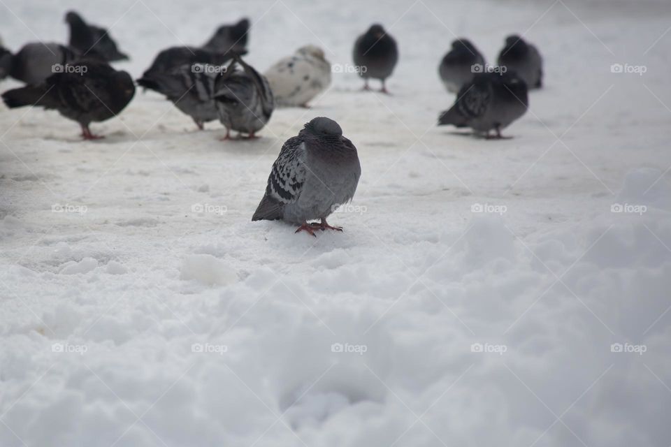 Shriveling pigeons 