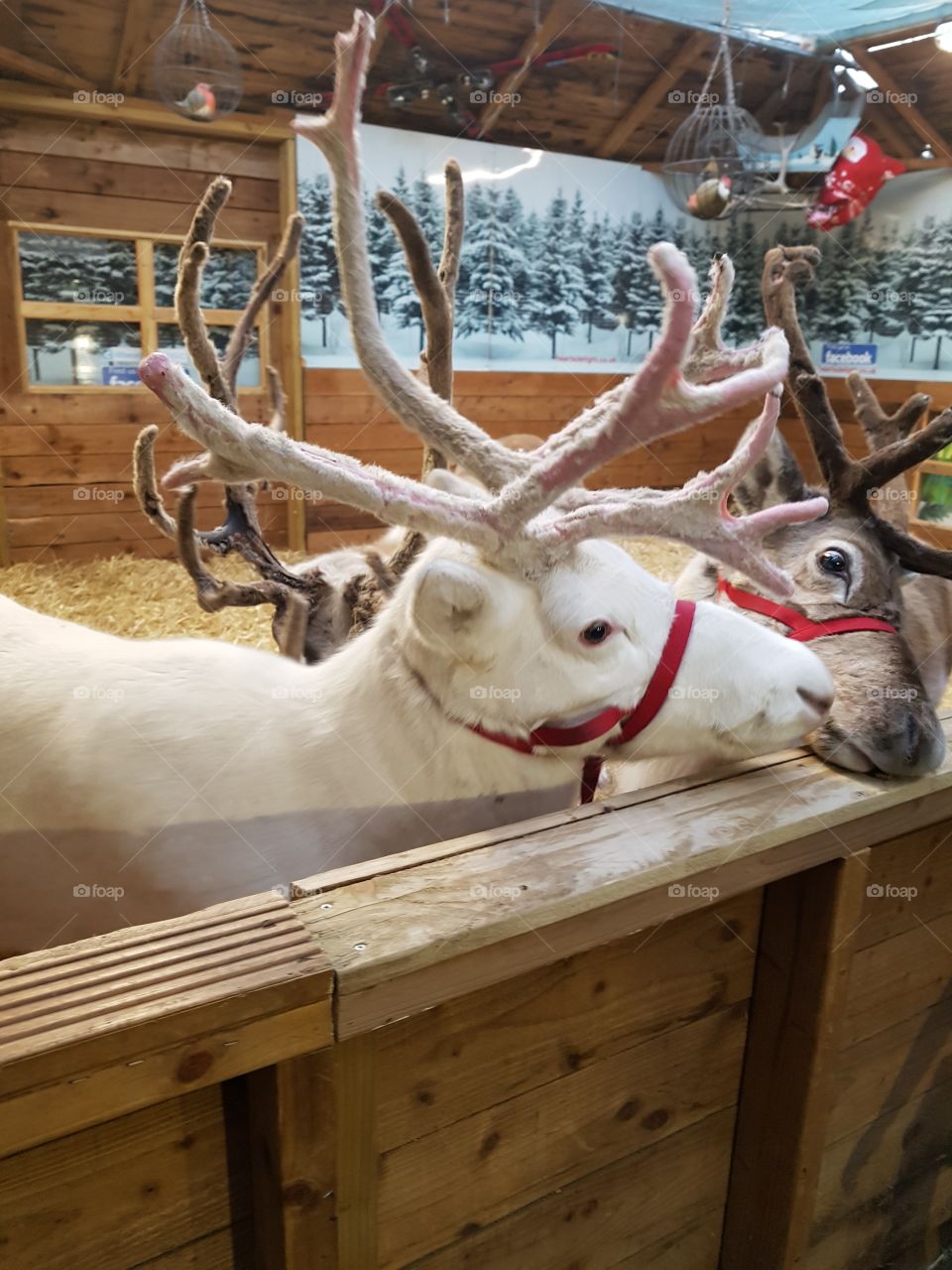 happy Christmas reindeer