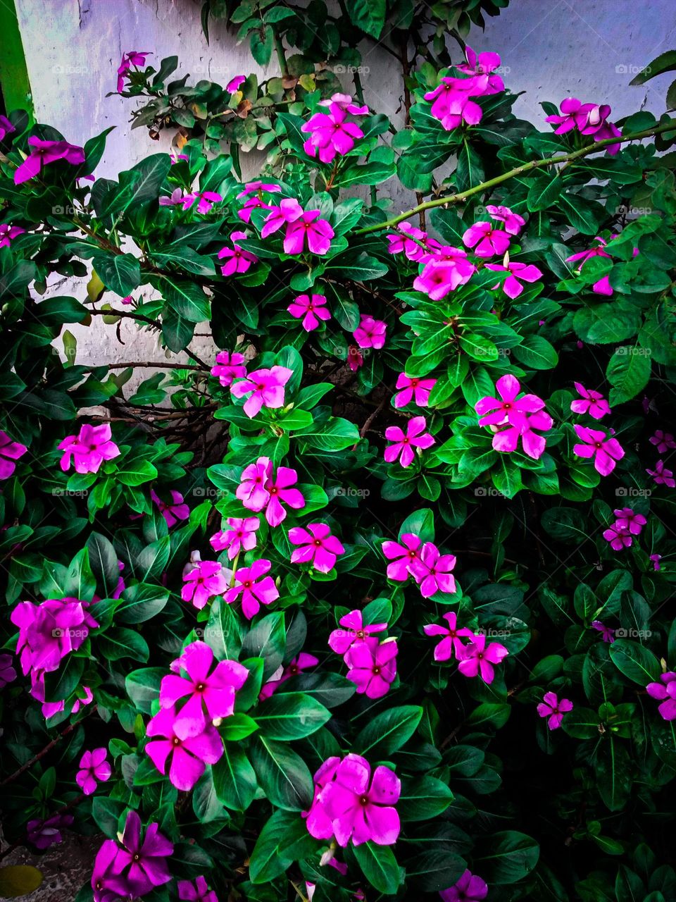 Beautiful blooming flowers in a very pretty garden