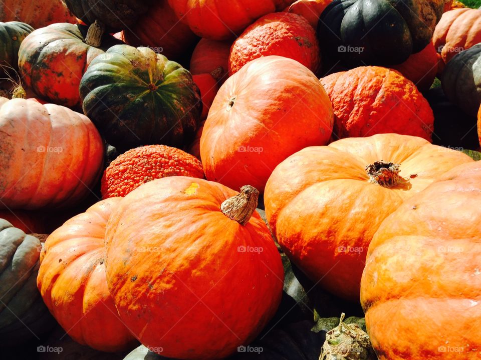 High angle view of pumpkins