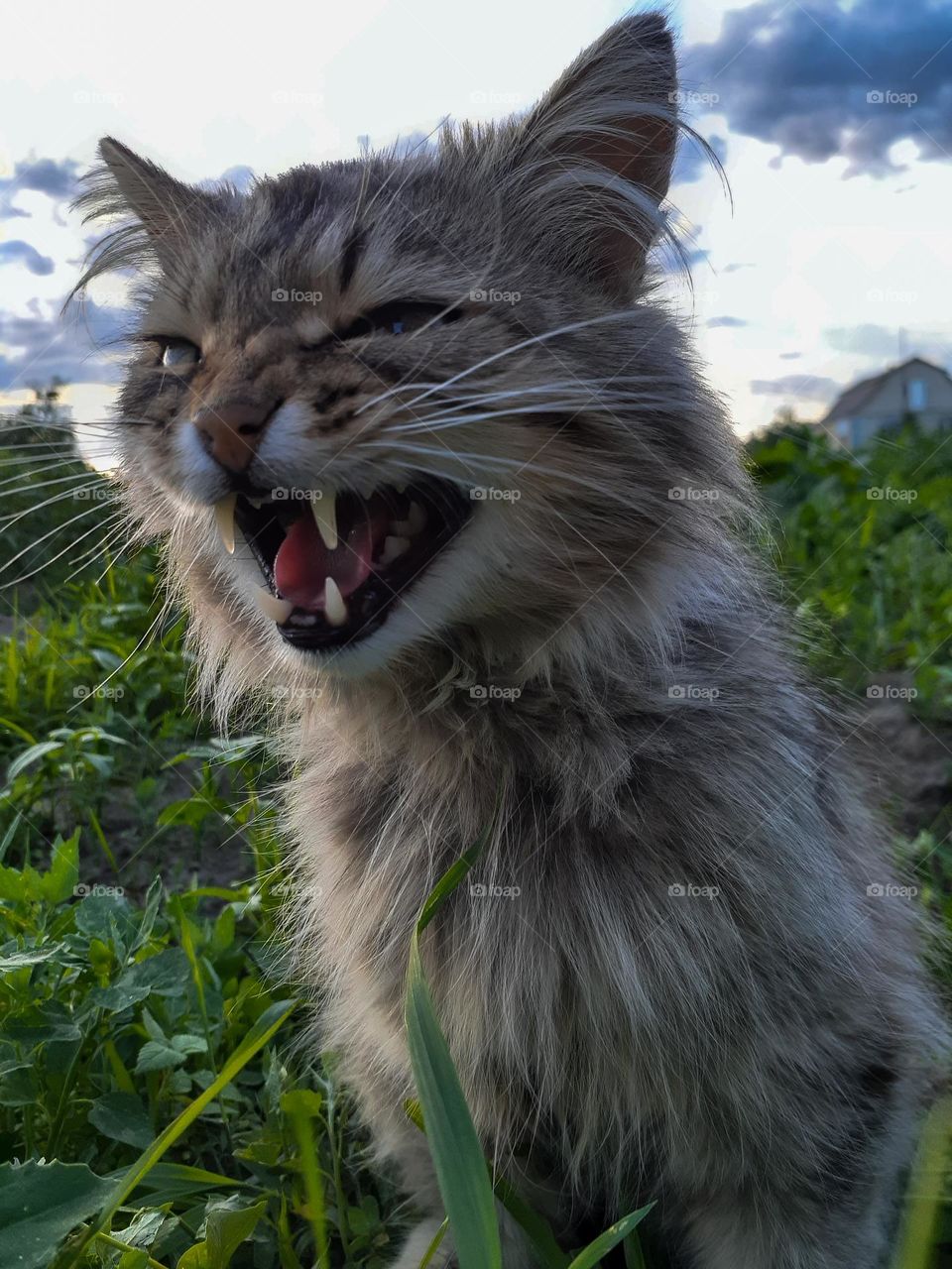 Angry village cat in summer