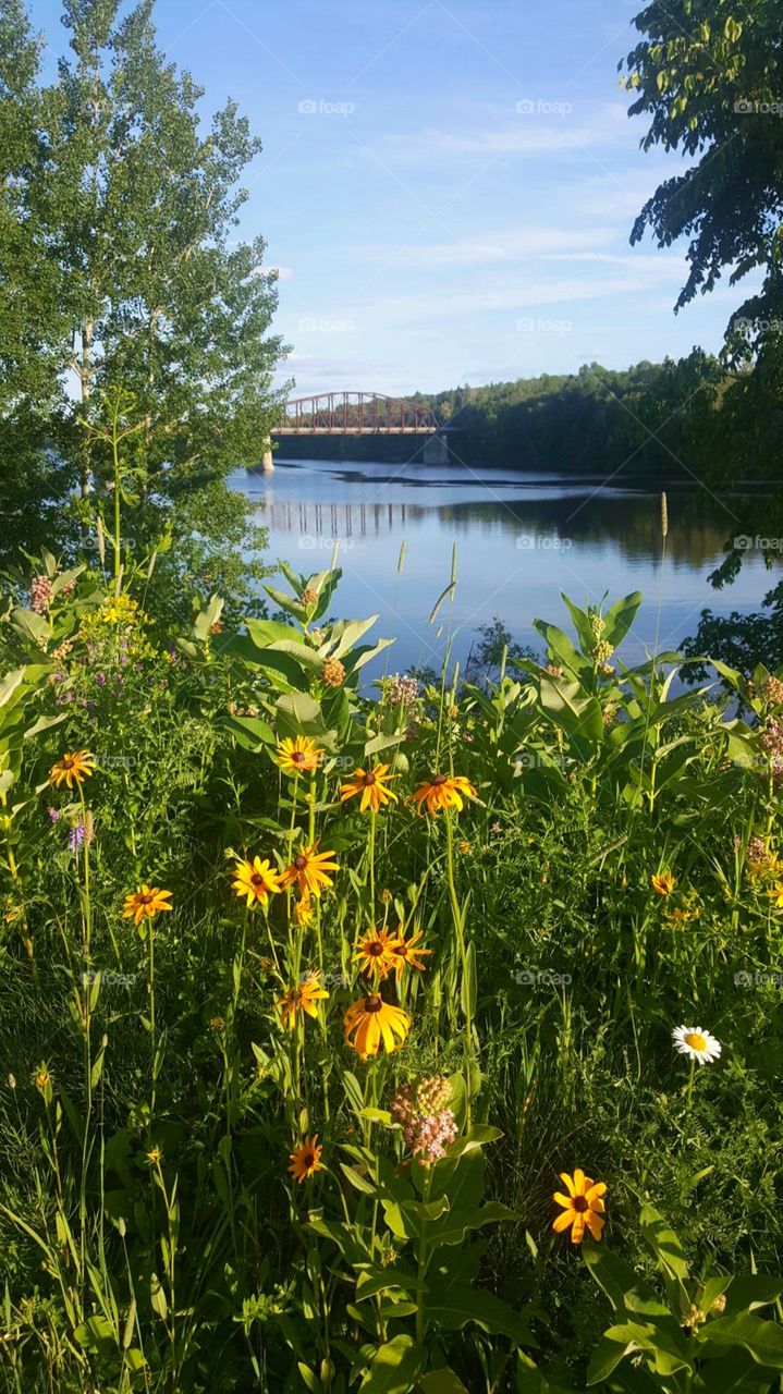 Warm Summer Days 🌻
Reflections on a River 💦