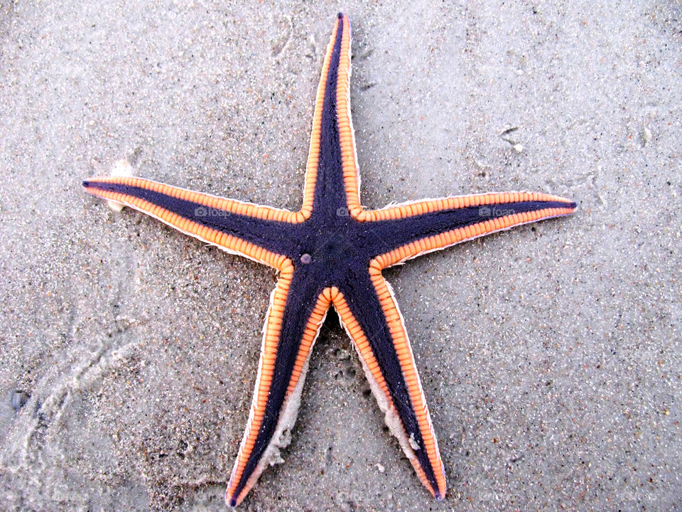 Starfish on sandy beach
