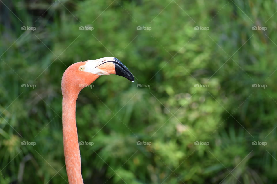 Flamingo close up portrait