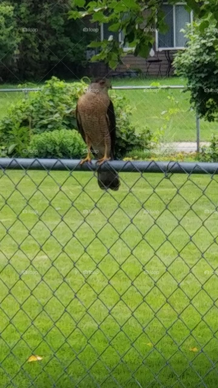 hawk upon a fence