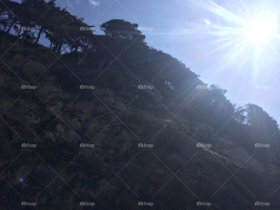 Trees Along A Cliff in Hug Point in Oregon 