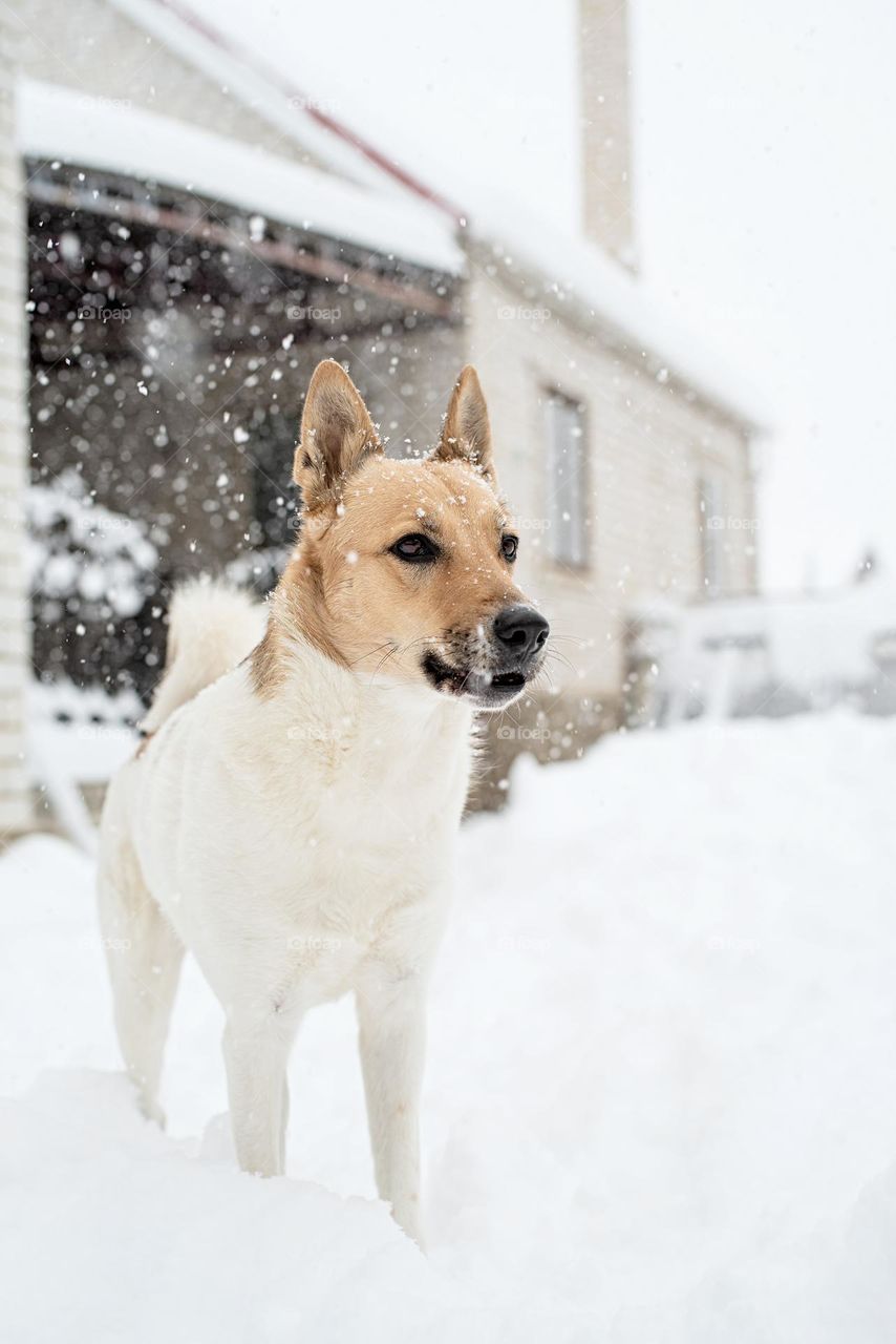 walking the dogs in winter