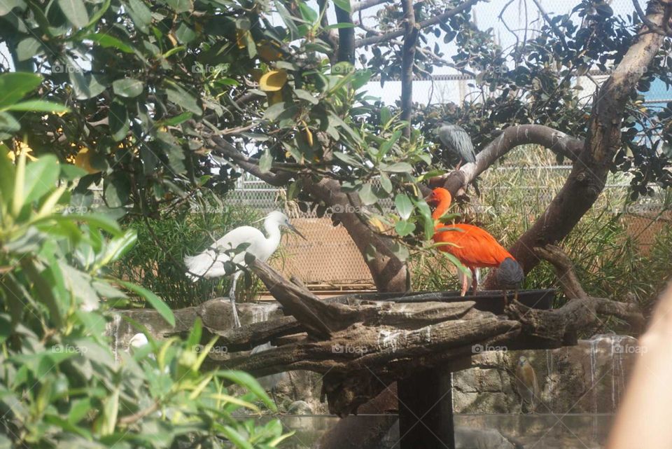 Birds#nature#wood#colors