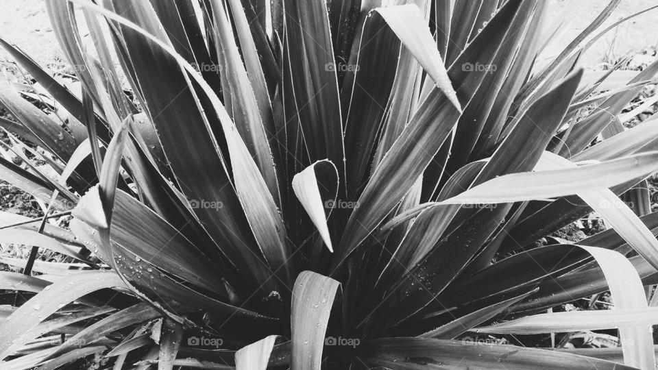 Black and white pretty plant, beautiful shapes in shadow.